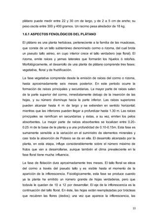 13
plátano puede medir entre 22 y 30 cm de largo, y de 2 a 5 cm de ancho; su
peso oscila entre 300 y 400 gramos. Un racimo pesa alrededor de 18 kg.
1.6.1 ASPECTOS FENOLÓGICOS DEL PLÁTANO
El plátano es una planta herbácea, perteneciente a la familia de las musáceas,
que consta de un tallo subterráneo denominado cormo o rizoma, del cual brota
un pseudo tallo aéreo, en cuyo interior crece el tallo verdadero (eje floral). El
rizoma, emite raíces y yemas laterales que formarán los hijuelos ó retoños.
Morfológicamente, el desarrollo de una planta de plátano comprende tres fases:
vegetativa, floral y de fructificación.
La fase vegetativa comprende desde la emisión de raíces del cormo o rizoma,
hasta aproximadamente seis meses posterior. En este período ocurre la
formación de raíces principales y secundarias. La mayor parte de raíces salen
de la parte superior del cormo, inmediatamente debajo de la inserción de las
hojas, y su número disminuye hacia la parte inferior. Las raíces superiores
pueden alcanzar hasta 4 m de largo y se extienden en sentido horizontal;
mientras que las inferiores pueden llegar a profundizar hasta 1.30 m. Las raíces
principales se ramifican en secundarias y éstas, a su vez, emiten los pelos
absorbentes. La mayor parte de raíces absorbentes se localizan entre 0.20-
0.25 m de la base de la planta y a una profundidad de 0.10-0.15m. Esta fase es
sumamente sensible a la variación en el suministro de elementos minerales y
casi toda la absorción de Potasio se da en ella. El desarrollo alcanzado por la
planta, en esta etapa, influye considerablemente sobre el número máximo de
frutos que van a desarrollarse, aunque también el clima prevaleciente en la
fase floral tiene mucha influencia.
La fase de flotación dura aproximadamente tres meses. El tallo floral se eleva
del cormo a través del pseudo tallo y es visible hasta el momento de la
aparición de la inflorescencia. Fisiológicamente, esta fase se produce cuando
ya la planta ha emitido un número grande de hojas verdaderas, pero que
todavía le quedan de 10 a 12 por desarrollar. El eje de la inflorescencia es la
continuación del tallo floral. En éste, las hojas están reemplazadas por brácteas
que recubren las flores (dedos); una vez que aparece la inflorescencia, las
 