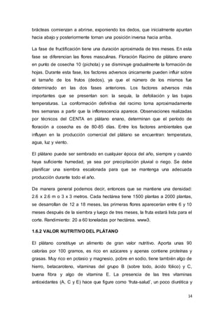 14
brácteas comienzan a abrirse, exponiendo los dedos, que inicialmente apuntan
hacia abajo y posteriormente toman una posición inversa hacia arriba.
La fase de fructificación tiene una duración aproximada de tres meses. En esta
fase se diferencian las flores masculinas. Floración Racimo de plátano enano
en punto de cosecha 10 (pichota) y se disminuye gradualmente la formación de
hojas. Durante esta fase, los factores adversos únicamente pueden influir sobre
el tamaño de los frutos (dedos), ya que el número de los mismos fue
determinado en las dos fases anteriores. Los factores adversos más
importantes que se presentan son: la sequía, la defoliación y las bajas
temperaturas. La conformación definitiva del racimo toma aproximadamente
tres semanas a partir que la inflorescencia aparece. Observaciones realizadas
por técnicos del CENTA en plátano enano, determinan que el período de
floración a cosecha es de 80-85 días. Entre los factores ambientales que
influyen en la producción comercial del plátano se encuentran: temperatura,
agua, luz y viento.
El plátano puede ser sembrado en cualquier época del año, siempre y cuando
haya suficiente humedad, ya sea por precipitación pluvial o riego. Se debe
planificar una siembra escalonada para que se mantenga una adecuada
producción durante todo el año.
De manera general podemos decir, entonces que se mantiene una densidad:
2.6 x 2.6 m o 3 x 3 metros. Cada hectárea tiene 1500 plantas a 2000 plantas,
se desarrollan de 12 a 18 meses, las primeras flores aparecerían entre 6 y 10
meses después de la siembra y luego de tres meses, la fruta estará lista para el
corte. Rendimiento: 20 a 60 toneladas por hectárea. www3.
1.6.2 VALOR NUTRITIVO DEL PLÁTANO
El plátano constituye un alimento de gran valor nutritivo. Aporta unas 90
calorías por 100 gramos, es rico en azúcares y apenas contiene proteínas y
grasas. Muy rico en potasio y magnesio, pobre en sodio, tiene también algo de
hierro, betacaroteno, vitaminas del grupo B (sobre todo, ácido fólico) y C,
buena fibra y algo de vitamina E. La presencia de las tres vitaminas
antioxidantes (A, C y E) hace que figure como ‘fruta-salud’, un poco diurética y
 