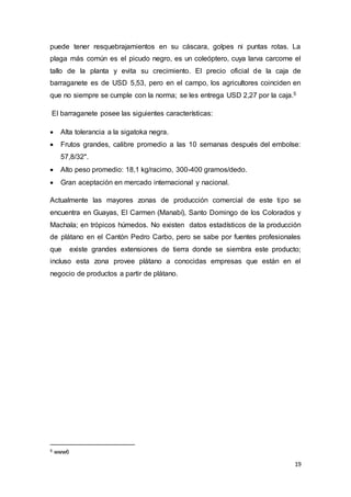 19
puede tener resquebrajamientos en su cáscara, golpes ni puntas rotas. La
plaga más común es el picudo negro, es un coleóptero, cuya larva carcome el
tallo de la planta y evita su crecimiento. El precio oficial de la caja de
barraganete es de USD 5,53, pero en el campo, los agricultores coinciden en
que no siempre se cumple con la norma; se les entrega USD 2,27 por la caja.5
El barraganete posee las siguientes características:
 Alta tolerancia a la sigatoka negra.
 Frutos grandes, calibre promedio a las 10 semanas después del embolse:
57,8/32".
 Alto peso promedio: 18,1 kg/racimo, 300-400 gramos/dedo.
 Gran aceptación en mercado internacional y nacional.
Actualmente las mayores zonas de producción comercial de este tipo se
encuentra en Guayas, El Carmen (Manabí), Santo Domingo de los Colorados y
Machala; en trópicos húmedos. No existen datos estadísticos de la producción
de plátano en el Cantón Pedro Carbo, pero se sabe por fuentes profesionales
que existe grandes extensiones de tierra donde se siembra este producto;
incluso esta zona provee plátano a conocidas empresas que están en el
negocio de productos a partir de plátano.
5 www6
 