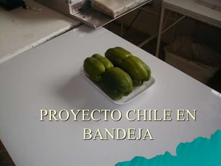 PROYECTO CHILE EN
    BANDEJA
 