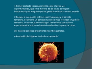 1-Primer contacto y reconocimiento entre el óvulo y el espermatozoide, que en la mayoría de los casos, es de gran importancia para asegurar que los gametos sean de la misma especie.2-Regular la interacción entre el espermatozoide y el gameto femenino. Solamente un gameto masculino debe fecundar un gameto femenino. Lo que se puede conseguir permitiendo que solo un espermatozoide entre en el óvulo impidiendo el ingreso de otros.del material genético proveniente de ambos gametos.4-Formación del cigoto e inicio de su desarrollo