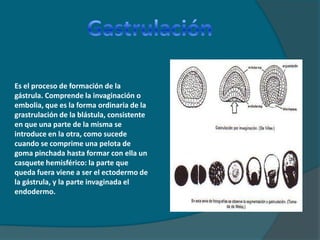 GastrulaciónEs el proceso de formación de la gástrula. Comprende la invaginación o embolia, que es la forma ordinaria de la grastrulación de la blástula, consistente en que una parte de la misma se introduce en la otra, como sucede cuando se comprime una pelota de goma pinchada hasta formar con ella un casquete hemisférico: la parte que queda fuera viene a ser el ectodermo de la gástrula, y la parte invaginada el endodermo.