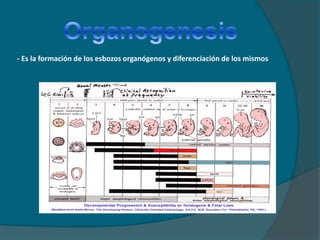 Organogenesis - Es la formación de los esbozos organógenos y diferenciación de los mismos