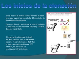 ¿Qué es la clonación?La clonación puede definirse como el proceso por el que se consiguen copias idénticas de un organismo ya desarrollado, de forma asexual. Estas dos características son importantes:Se parte de un animal ya desarrollado, porque la clonación responde a un interés por obtener copias de un determinado animal que nos interesa, y sólo cuando es adulto conocemos sus características.