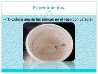 Procedimientos.
 1.-Coloca una de las tuercas en el vaso con vinagre.
 