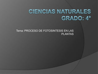 Tema: PROCESO DE FOTOSINTESIS EN LAS
                            PLANTAS
 