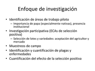 Enfoque de investigación Identificación de áreas de trabajo piloto Importancia de papa (especialmente nativas), presencia institucional Investigación participativa (ECAs de selección positiva) Selección de lotes y variedades: aceptación del agricultor y mercado Muestreos de campo Identificación y cuantificación de plagas y enfermedades Cuantificación del efecto de la selección positiva 