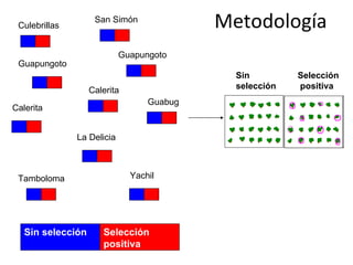 Sin selección   Selección positiva Culebrillas San Simón Guapungoto  Guapungoto Calerita  Calerita  Guabug La Delicia Tamboloma Yachil Sin selección Selección  positiva Metodología 