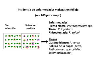 Incidencia de enfermedades y plagas en follaje (n = 100 por campo) Sin selección Selección  positiva Enfermedades Pierna Negra :  Pectobacterium  spp. Tizón:  P. infestans Rhizoctoniasis:   R. solani Plagas Gusano blanco:   P. vorax Polillas de la papa:  ( Tecia,  Phthorimaea operculella,  Symmetrischema ) 