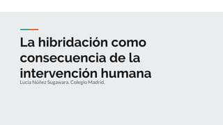 La hibridación como
consecuencia de la
intervención humanaLucía Núñez Sugawara. Colegio Madrid.
 