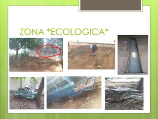 ZONA *ECOLOGICA*
 