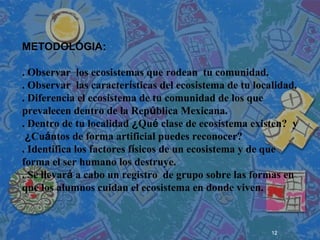 12
 
 
 
METODOLÓGIA:
. Observar los ecosistemas que rodean tu comunidad.
. Observar las características del ecosistema de tu localidad.
. Diferencia el ecosistema de tu comunidad de los que
prevalecen dentro de la República Mexicana.
. Dentro de tu localidad ¿Qué clase de ecosistema existen? y
¿Cuántos de forma artificial puedes reconocer?
. Identifica los factores físicos de un ecosistema y de que
forma el ser humano los destruye.
. Se llevará a cabo un registro de grupo sobre las formas en
que los alumnos cuidan el ecosistema en donde viven.
 