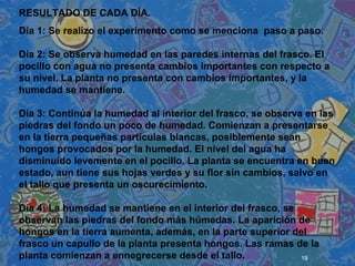19
 
 
 
RESULTADO DE CADA DÍA.
Día 1: Se realizo el experimento como se menciona paso a paso.
Día 2: Se observa humedad en las paredes internas del frasco. El
pocillo con agua no presenta cambios importantes con respecto a
su nivel. La planta no presenta con cambios importantes, y la
humedad se mantiene.
Día 3: Continúa la humedad al interior del frasco, se observa en las
piedras del fondo un poco de humedad. Comienzan a presentarse
en la tierra pequeñas partículas blancas, posiblemente sean
hongos provocados por la humedad. El nivel del agua ha
disminuido levemente en el pocillo. La planta se encuentra en buen
estado, aun tiene sus hojas verdes y su flor sin cambios, salvo en
el tallo que presenta un oscurecimiento.
Día 4: La humedad se mantiene en el interior del frasco, se
observan las piedras del fondo más húmedas. La aparición de
hongos en la tierra aumenta, además, en la parte superior del
frasco un capullo de la planta presenta hongos. Las ramas de la
planta comienzan a ennegrecerse desde el tallo.
 