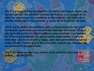 20
 
 
 
Día 5: La humedad se mantiene en el interior del frasco, ahora, las
gotas caen por las paredes internas del frasco. Los hongos en la
tierra se mantienen muy similares al día anterior. Las hojas de la
planta comienzan a oscurecerse, a causa de la pudrición de esta.
Día 6: La humedad se mantiene, pero a veces aumenta, las gotas
continúan cayéndose por las paredes internas del frasco. El nivel
del agua del pocillo ha disminuido en poca cantidad. Los hongos
en la tierra permanecen sin alteraciones importantes. La planta
está más oscura en el tallo y hojas, pero aun permanecen algunas
hojas verdes. Parece que la flor a muerto; puesto que sus pistilos
se encuentran ennegrecidos.
Día 7: Se observa algo muy similar al día anterior, pero hoy la
planta... ¡HA MUERTO ¡
 
