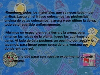 24
 
 
 
•Reunimos todos los materiales que se necesitaban (ver
arriba). Luego en el frasco colocamos las piedrecitas,
encima de estas colocamos la arena y por último la tierra,
todo esto repartido uniformemente.
•Abrimos un espacio entre la tierra y la arena, para
enterrar las raíces de la planta, luego las cubrimos con
tierra. Al lado de ésta pusimos un pocillito con agua y lo
tapamos, para luego poner cerca de una ventana por
donde entraba sol.
. Esto fue lo que paso con nuestro experimento durante
una semana.
 