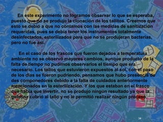 34
 
 
 
En este experimento no logramos observar lo que se esperaba,
puesto que no se produjo la clonación de los tallitos. Creemos que
esto se debió a que no contamos con las medidas de sanitización
requeridas, pues se debía tener los instrumentos totalmente
desinfectados, esterilizados para que no se produjeran bacterias,
pero no fue así.
En el caso de los frascos que fueron dejados a temperatura
ambiente no se observó mayores cambios, aunque producto de la
falta de tiempo no pudimos observarlos el tiempo que era
necesario. Los tallos que estuvieron expuestos al sol, con el paso
de los días se fueron pudriendo, pensamos que hubo presencia de
des componedores debido a la falta de cuidados anteriormente
mencionados en la esterilización. Y los que estaban en el frasco
que había que invertir, no se produjo ningún resultado ya que la
gelatina cubrió al tallo y no le permitió realizar ningún proceso.
 