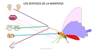 LOS SENTIDOS DE LA MARIPOSA
www.tumeaprendes.com
 