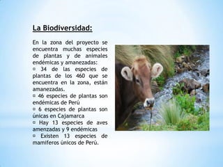 La Biodiversidad:
En la zona del proyecto se
encuentra muchas especies
de plantas y de animales
endémicas y amanezadas:
 34 de las especies de
plantas de los 460 que se
encuentra en la zona, están
amanezadas.
46 especies de plantas son
endémicas de Perú
6 especies de plantas son
únicas en Cajamarca
 Hay 13 especies de aves
amenzadas y 9 endémicas
 Existen 13 especies de
mamiferos únicos de Perú.
 