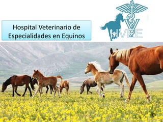Hospital Veterinario de
Especialidades en Equinos
 