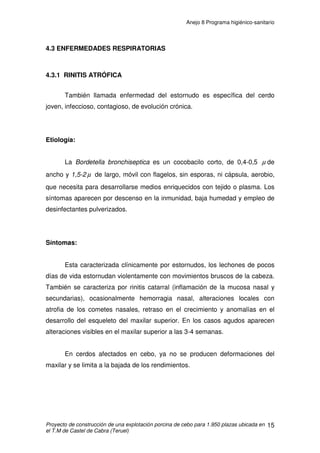 Anejo 8 Programa higiénico-sanitario
Proyecto de construcción de una explotación porcina de cebo para 1.950 plazas ubicada en
el T.M de Castel de Cabra (Teruel)
4
2.1 SEPARACIÓN SANITARIA
Con el fin de reducir el riesgo de difusión de enfermedades infecto-
contagiosas en el ganado porcino, hay que cumplir las distancias mínimas
entre explotaciones, que establece el Real Decreto 324/2000, de 3 de Marzo,
por el que se establecen normas básicas de las explotaciones porcinas. Este
RD clasifica las explotaciones por su capacidad productiva en 4 grupos:
1. Grupo primero: Explotaciones con capacidad hasta 120 UGM
2. Grupo segundo: Capacidad entre 120 y 360 UGM
3. Grupo tercero: Capacidad entre 360 y 864 UGM
4. Grupo especial: Explotaciones de selección, de cuarentena,
de inseminación artificial, etc.
Es necesario conocer a que grupo pertenece la explotación de cebo que
trata el proyecto.
La explotación de cebo que se proyecta al tener una capacidad de 1.950
cerdos (0,12 equivalencia en UGM por cerdo de cebo de 20 a 100 kg),
pertenece al grupo segundo con 234 UGM.
La explotación de cebo se ubicará en un terreno que se encuentra:
• A más de 1000 metros de explotaciones del grupo primero, segundo y
tercero.
• A más de 1000 metros de cualquier casco urbano, zonas de
enterramiento de cadáveres, plantas de tratamiento de basuras y
estiércoles.
• A más de 2000 metros de explotaciones del grupo especial.
• A más de 3000 metros de centros de concentración.
• A más de 100 metros de las vías públicas importantes, y a más de 25
metros de cualquier otra vía.
 