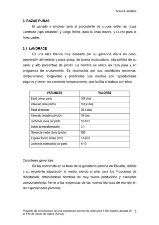 Anejo 3 Genética
Proyecto de construcción de una explotación porcina de cebo para 1.950 plazas ubicada en
el T.M de Castel de Cabra (Teruel)
4
- Fácil de detectar celos.
- Alta producción láctea.
- Bajas características para producción de carne.
El cruzamiento entre dos razas de carne daría lechones de buena
calidad y listos para matadero en poco tiempo, pero se obtendría un reducido
número de lechones al parto y una disminución de estos al destete por las
malas características maternales de la hembra y su baja prolificidad. Por otro
lado un cruce entre dos razas maternas daría lechones de baja calidad y en un
período de tiempo mayor. Los animales híbridos o cruzados (procedentes del
cruce de dos razas o líneas separadas genéticamente, es decir que están
bastantes generaciones sin reproducirse entre si) presentan suficientes
ventajas sobre el promedio de las razas parentales.
 