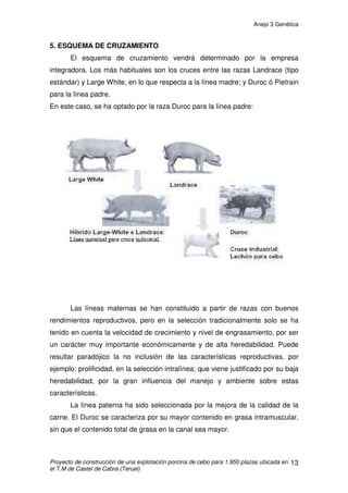 Anejo 3 Genética
Proyecto de construcción de una explotación porcina de cebo para 1.950 plazas ubicada en
el T.M de Castel de Cabra (Teruel)
8
Los lechones nacen con un peso medio de 1,5 Kg., alcanzando 7-8 Kg.
con 21 días, 25 Kg. a los dos meses y 100-115 Kg. a los 60 meses de edad, a
la que se sacrifican. La canal, con unos 90 cm de longitud, da un rendimiento
del 75% con un 50-55 % de músculo, 27% de grasa y un 14% de hueso. El
espesor graso dorsal se sitúa entre 2,5-3 cm. La conformación de la canal no
es del todo excelente por la falta de desarrollo muscular del jamón, aunque
algunas variedades, como la alemana, han conseguido mejorar este aspecto.
Prototipo Racial:
Conformación: Correcta con osamenta adecuada.
Piel: Blanca sin manchas, pelo no excesivamente fuerte, abundante sin
exceso, color blanco.
Cabeza: Mediana Compacta, no exenta de finura, de moderada longitud,
perfil subcóncavo.
Orejas: Pequeñas, erguidas, ligeras y poco carnosas, pudiendo tener las
puntas vueltas hacia dentro, o inclinadas ligeramente hacia delante.
Cuello: Corto, ancho, musculado, armónico en sus uniones con cabeza y
tronco, con papada de moderado desarrollo, bien asentada, sin engrasamiento
Tercio anterior:
Espaldas: Largas, anchas, desarrolladas, bien proporcionadas y
adheridas al tronco.
Dorso: Ancho, recto, largo, bien musculado, ligeramente convexo. Sin
depresiones en su unión con la espalda y el lomo.
Lomo: Ancho, largo. Línea dorso lumbar idealmente recta.
Tórax: Profundo, ancho y musculado, de paredes compactas, costillas
arqueadas y bien insertadas.
Abdomen: Espacioso pero recogido con línea inferior recta, un mínimo
de doce mamas normales colocadas regularmente.
 