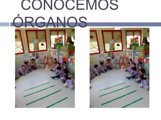 CONOCEMOS
ÓRGANOS