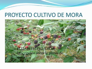 PROYECTO CULTIVO DE MORA




   ELIZABETH FIGUEROA
   Descripción sobre la planta de
   mora
 