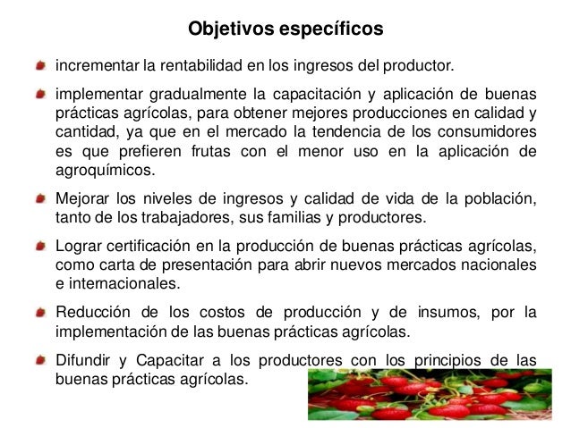 Proyecto cultivo fresas en sibate
