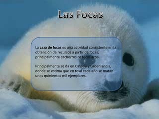 La extinción de una especie es irreparable y, de momento, irreversible, afectando de manera directa o indirecta a la cadena alimentaria y, eventualmente, al propio ser humano.