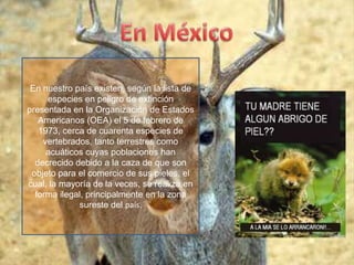 EL KOALAEl koala, un animal realmente hermoso y amigable, que su único hábitat es el este de Australia esta en peligro de extinción. 