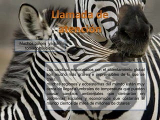 Las FocasLa caza de focas es una actividad consistente en la obtención de recursos a partir de focas, principalmente cachorros de focas arpa.Principalmente se da en Canadá y Groenlandia, donde se estima que en total cada año se matan unos quinientos mil ejemplares.