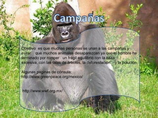 NO ! A LA MATANZA DE FOCAS