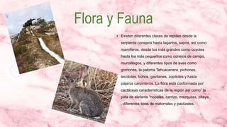 Flora y Fauna
• Existen diferentes clases de reptiles desde la
serpiente conejera hasta lagartos, sapos, así como
mamíferos, desde los más grandes como coyotes
hasta los más pequeños como conejos de campo,
murciélagos, y diferentes tipos de aves como
gorriones, la paloma Tehuacanera, pichones,
tecolotes, búhos, gavilanes, zopilotes y hasta
pájaros carpinteros. La flora está conformada por
cactáceas características de la región así como” la
pata de elefante “nopales, carrizo, mezquites, pitaya
, diferentes tipos de matorrales y pastizales.
 