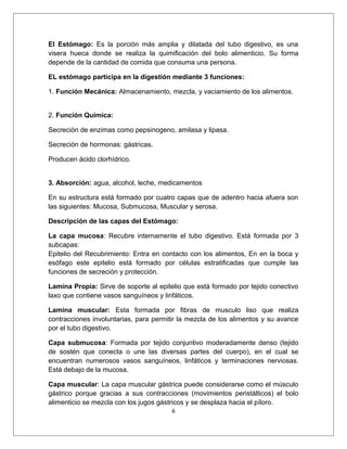 El Estómago: Es la porción más amplia y dilatada del tubo digestivo, es una
visera hueca donde se realiza la quimificación del bolo alimenticio. Su forma
depende de la cantidad de comida que consuma una persona.
EL estómago participa en la digestión mediante 3 funciones:
1. Función Mecánica: Almacenamiento, mezcla, y vaciamiento de los alimentos.
2. Función Química:
Secreción de enzimas como pepsinogeno, amilasa y lipasa.
Secreción de hormonas: gástricas.
Producen ácido clorhídrico.
3. Absorción: agua, alcohol, leche, medicamentos
En su estructura está formado por cuatro capas que de adentro hacia afuera son
las siguientes: Mucosa, Submucosa, Muscular y serosa.
Descripción de las capas del Estómago:
La capa mucosa: Recubre internamente el tubo digestivo. Está formada por 3
subcapas:
Epitelio del Recubrimiento: Entra en contacto con los alimentos, En en la boca y
esófago este epitelio está formado por células estratificadas que cumple las
funciones de secreción y protección.
Lamina Propia: Sirve de soporte al epitelio que está formado por tejido conectivo
laxo que contiene vasos sanguíneos y linfáticos.
Lamina muscular: Esta formada por fibras de musculo liso que realiza
contracciones involuntarias, para permitir la mezcla de los alimentos y su avance
por el tubo digestivo.
Capa submucosa: Formada por tejido conjuntivo moderadamente denso (tejido
de sostén que conecta o une las diversas partes del cuerpo), en el cual se
encuentran numerosos vasos sanguíneos, linfáticos y terminaciones nerviosas.
Está debajo de la mucosa.
Capa muscular: La capa muscular gástrica puede considerarse como el músculo
gástrico porque gracias a sus contracciones (movimientos peristálticos) el bolo
alimenticio se mezcla con los jugos gástricos y se desplaza hacia el píloro.
6
 