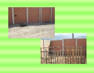 Proyecto  de aprendizaje colaborativo