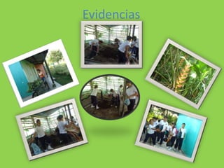 Evidencias
 