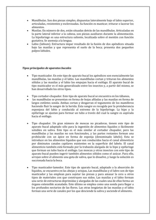 Mandíbulas. Son dos piezas simples, dispuestas lateralmente bajo el labio superior,
       articuladas, resistentes y esclerosadas. Su función es masticar, triturar o lacerar los
       alimentos.
       Maxilas. En número de dos, están situadas detrás de las mandíbulas. Articuladas en
       la parte lateral inferior a la cabeza, son piezas auxiliares durante la alimentación.
       La hipofaringe es una estructura saliente, localizada sobre el mentón con función
       gustativa. Se asemeja a la lengua.
       Labio (labium). Estructura impar resultado de la fusión de dos apéndices situada
       bajo las maxilas y que representa el suelo de la boca; presenta dos pequeños
       palpos labiales.




Tipos principales de aparatos bucales

       Tipo masticador. En este tipo de aparato bucal los apéndices son esencialmente las
       mandíbulas, las maxilas y el labio. Las mandíbulas cortan y trituran los alimentos
       sólidos y las maxilas y el labio los empujan hacia el esófago. El aparato bucal de
       tipo masticador es el más generalizado entre los insectos y, a partir del mismo, se
       han desarrollado los otros tipos.

       Tipo cortador-chupador. Este tipo de aparato bucal se encuentra en los tábanos,
        las mandíbulas se presentan en forma de hojas afiladas y las maxilas en forma de
       largos estiletes sonda. Ambas cortan y desgarran el tegumento de los mamíferos
       haciendo fluir la sangre de la herida. Esta sangre es recogida por la protuberancia
       esponjosa del labio y conducida al extremo de la hipofaringe. La hipo y la
       epifaringe se ajustan para formar un tubo a través del cual la sangre es aspirada
       hacia el esófago.

       Tipo chupador. Un gran número de moscas no picadoras, tienen este tipo de
       aparato bucal adaptado sólo para la ingestión de alimentos líquidos o fácilmente
       solubles en saliva. Este tipo es el más similar al cortador chupador, pero las
       mandíbulas y las maxilas no son funcionales, y las partes restantes forman una
       probóscide con un ápice en forma de esponja (denominado labelo). Esta se
       introduce en los alimentos líquidos que son conducidos hacia el canal alimenticio
       por diminutos canales capilares existentes en la superficie del labelo. El canal
       alimenticio también está formado por la trabazón alargada de la hipo y epifaringe
       que forman un tubo hacia el esófago. Las moscas y otros insectos con este tipo de
       aparato bucal pueden ingerir también alimentos sólidos como el azúcar. Para ello,
       arrojan sobre el alimento una gota de saliva, que lo disuelve, y luego la solución es
       succionada hacia la boca.

       Tipo masticador-lamedor. Este tipo de aparato bucal, adaptado a la absorción de
       líquidos, se encuentra en las abejas y avispas, Las mandíbulas y el labro son de tipo
       masticador y las emplean para sujetar las presas y para amasar la cera u otros
       tipos de materiales con que construyen sus nidos. Las maxilas y el labio forman
       una serie de estructuras deprimidas y alargadas de las cuales una de ellas forma un
       órgano extensible acanalado. Este último se emplea como una sonda para llegar a
       los profundos nectarios de las flores. Las otras lengüetas de las maxilas y el labio
       forman una serie de canales por los que desciende la saliva y asciende el alimento.
 