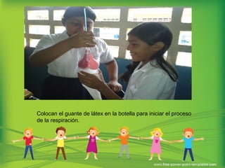 Colocan el guante de látex en la botella para iniciar el proceso
de la respiración.
 