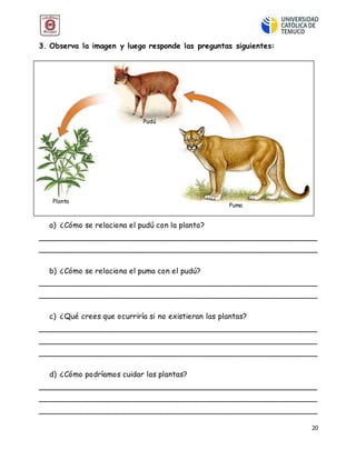 20
3. Observa la imagen y luego responde las preguntas siguientes:
a) ¿Cómo se relaciona el pudú con la planta?
__________________________________________________________
__________________________________________________________
b) ¿Cómo se relaciona el puma con el pudú?
__________________________________________________________
__________________________________________________________
c) ¿Qué crees que ocurriría si no existieran las plantas?
__________________________________________________________
__________________________________________________________
__________________________________________________________
d) ¿Cómo podríamos cuidar las plantas?
__________________________________________________________
__________________________________________________________
__________________________________________________________
Pudú
Puma
Planta
 