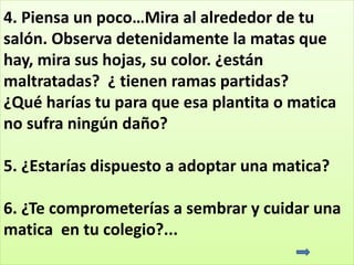 4. Piensa un poco…Mira al alrededor de tu
salón. Observa detenidamente la matas que
hay, mira sus hojas, su color. ¿están
maltratadas? ¿ tienen ramas partidas?
¿Qué harías tu para que esa plantita o matica
no sufra ningún daño?
5. ¿Estarías dispuesto a adoptar una matica?
6. ¿Te comprometerías a sembrar y cuidar una
matica en tu colegio?...
 