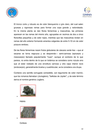 12
El tronco corto y robusto es de color blanquecino o gris claro, del cual salen
gruesas y vigorosas ramas para formar una copa grande y redondeada.
En la misma planta se dan flores femeninas y masculinas, las primeras
aparecen en las ramas del mismo año, agrupadas en racimos de dos a cinco
florecillas pequeñas y de color rojizo, mientras que las masculinas brotan en
ramas del año anterior formando amentos colgantes de entre 5-10 cm de color
púrpura verdoso.
De las flores femeninas nacen frutos globulares de cáscara verde lisa —que al
secarse se torna negruzca y se desprende— semi-carnosa (epicarpio y
mesocarpio) llamado popularmente "nuez", aunque al contrario de lo que
parece, no entra dentro de lo que en botánica se considera como núcula sino
que al estar rodeado de una envoltura carnosa y otra capa interior dura
(endocarpio), generalmente bivalva y cuadrilocular, se la considera una drupa.
Contiene una semilla corrugada comestible, con tegumento de color marrón,
que los romanos llamaban (Jovisglans), "bellotas de Júpiter", y de este término
deriva el nombre genérico Juglans.
Hábito
Corteza
 