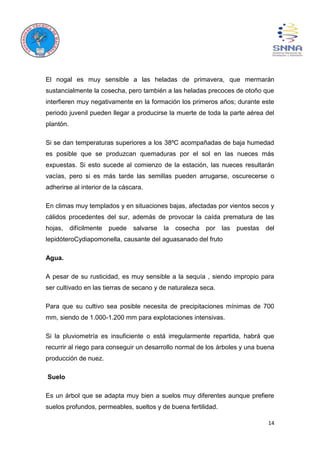 14
El nogal es muy sensible a las heladas de primavera, que mermarán
sustancialmente la cosecha, pero también a las heladas precoces de otoño que
interfieren muy negativamente en la formación los primeros años; durante este
periodo juvenil pueden llegar a producirse la muerte de toda la parte aérea del
plantón.
Si se dan temperaturas superiores a los 38ºC acompañadas de baja humedad
es posible que se produzcan quemaduras por el sol en las nueces más
expuestas. Si esto sucede al comienzo de la estación, las nueces resultarán
vacías, pero si es más tarde las semillas pueden arrugarse, oscurecerse o
adherirse al interior de la cáscara.
En climas muy templados y en situaciones bajas, afectadas por vientos secos y
cálidos procedentes del sur, además de provocar la caída prematura de las
hojas, difícilmente puede salvarse la cosecha por las puestas del
lepidóteroCydiapomonella, causante del aguasanado del fruto
Agua.
A pesar de su rusticidad, es muy sensible a la sequía , siendo impropio para
ser cultivado en las tierras de secano y de naturaleza seca.
Para que su cultivo sea posible necesita de precipitaciones mínimas de 700
mm, siendo de 1.000-1.200 mm para explotaciones intensivas.
Si la pluviometría es insuficiente o está irregularmente repartida, habrá que
recurrir al riego para conseguir un desarrollo normal de los árboles y una buena
producción de nuez.
Suelo
Es un árbol que se adapta muy bien a suelos muy diferentes aunque prefiere
suelos profundos, permeables, sueltos y de buena fertilidad.
 