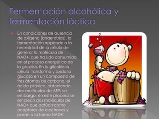  En condiciones de ausencia
de oxígeno (anaerobias), la
fermentación responde a la
necesidad de la célula de
generar la molécula de
NAD+, que ha sido consumida
en el proceso energético de
la glicolisis. En la glicolisis la
célula transforma y oxida la
glucosa en un compuesto de
tres átomos de carbono, el
ácido pirúvico, obteniendo
dos moléculas de ATP; sin
embargo, en este proceso se
emplean dos moléculas de
NAD+ que actúan como
aceptores de electrones y
pasan a la forma NADH.
 