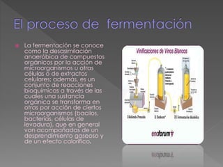  La fermentación se conoce
como la desasimilación
anaeróbica de compuestos
orgánicos por la acción de
microorganismos u otras
células o de extractos
celulares; además, es un
conjunto de reacciones
bioquímicas a través de las
cuales una sustancia
orgánica se transforma en
otras por acción de ciertos
microorganismos (bacilos,
bacterias, células de
levadura), que en general
van acompañadas de un
desprendimiento gaseoso y
de un efecto calorífico.
 