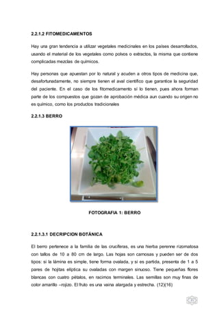 21
2.2.1.2 FITOMEDICAMENTOS
Hay una gran tendencia a utilizar vegetales medicinales en los países desarrollados,
usando el material de los vegetales como polvos o extractos, la misma que contiene
complicadas mezclas de químicos.
Hay personas que apuestan por lo natural y acuden a otros tipos de medicina que,
desafortunadamente, no siempre tienen el aval científico que garantice la seguridad
del paciente. En el caso de los fitomedicamento sí lo tienen, pues ahora forman
parte de los compuestos que gozan de aprobación médica aun cuando su origen no
es químico, como los productos tradicionales
2.2.1.3 BERRO
FOTOGRAFIA 1: BERRO
2.2.1.3.1 DECRIPCION BOTÁNICA
El berro pertenece a la familia de las crucíferas, es una hierba perenne rizomatosa
con tallos de 10 a 80 cm de largo. Las hojas son carnosas y pueden ser de dos
tipos: si la lámina es simple, tiene forma ovalada, y si es partida, presenta de 1 a 5
pares de hojitas elíptica su ovaladas con margen sinuoso. Tiene pequeñas flores
blancas con cuatro pétalos, en racimos terminales. Las semillas son muy finas de
color amarillo –rojizo. El fruto es una vaina alargada y estrecha. (12)(16)
 