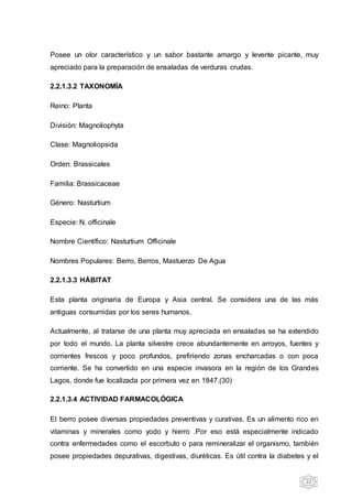 22
Posee un olor característico y un sabor bastante amargo y levente picante, muy
apreciado para la preparación de ensaladas de verduras crudas.
2.2.1.3.2 TAXONOMÍA
Reino: Planta
División: Magnoliophyta
Clase: Magnoliopsida
Orden: Brassicales
Familia: Brassicaceae
Género: Nasturtium
Especie: N. officinale
Nombre Científico: Nasturtium Officinale
Nombres Populares: Berro, Berros, Mastuerzo De Agua
2.2.1.3.3 HÁBITAT
Esta planta originaria de Europa y Asia central. Se considera una de las más
antiguas consumidas por los seres humanos.
Actualmente, al tratarse de una planta muy apreciada en ensaladas se ha extendido
por todo el mundo. La planta silvestre crece abundantemente en arroyos, fuentes y
corrientes frescos y poco profundos, prefiriendo zonas encharcadas o con poca
corriente. Se ha convertido en una especie invasora en la región de los Grandes
Lagos, donde fue localizada por primera vez en 1847.(30)
2.2.1.3.4 ACTIVIDAD FARMACOLÓGICA
El berro posee diversas propiedades preventivas y curativas. Es un alimento rico en
vitaminas y minerales como yodo y hierro .Por eso está especialmente indicado
contra enfermedades como el escorbuto o para remineralizar el organismo, también
posee propiedades depurativas, digestivas, diuréticas. Es útil contra la diabetes y el
 