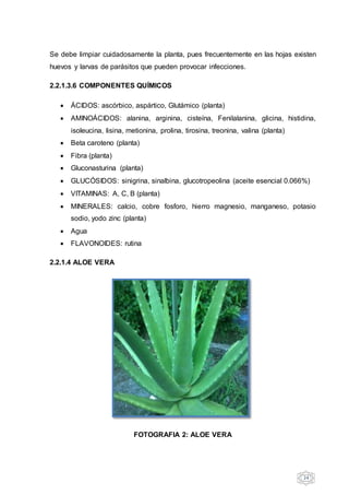 24
Se debe limpiar cuidadosamente la planta, pues frecuentemente en las hojas existen
huevos y larvas de parásitos que pueden provocar infecciones.
2.2.1.3.6 COMPONENTES QUÍMICOS
 ÁCIDOS: ascórbico, aspártico, Glutámico (planta)
 AMINOÁCIDOS: alanina, arginina, cisteína, Fenilalanina, glicina, histidina,
isoleucina, lisina, metionina, prolina, tirosina, treonina, valina (planta)
 Beta caroteno (planta)
 Fibra (planta)
 Gluconasturina (planta)
 GLUCÓSIDOS: sinigrina, sinalbina, glucotropeolina (aceite esencial 0.066%)
 VITAMINAS: A, C, B (planta)
 MINERALES: calcio, cobre fosforo, hierro magnesio, manganeso, potasio
sodio, yodo zinc (planta)
 Agua
 FLAVONOIDES: rutina
2.2.1.4 ALOE VERA
FOTOGRAFIA 2: ALOE VERA
 