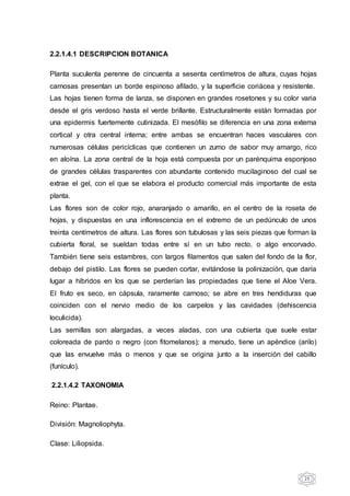 25
2.2.1.4.1 DESCRIPCION BOTANICA
Planta suculenta perenne de cincuenta a sesenta centímetros de altura, cuyas hojas
carnosas presentan un borde espinoso afilado, y la superficie coriácea y resistente.
Las hojas tienen forma de lanza, se disponen en grandes rosetones y su color varia
desde el gris verdoso hasta el verde brillante. Estructuralmente están formadas por
una epidermis fuertemente cutinizada. El mesófilo se diferencia en una zona externa
cortical y otra central interna; entre ambas se encuentran haces vasculares con
numerosas células pericíclicas que contienen un zumo de sabor muy amargo, rico
en aloína. La zona central de la hoja está compuesta por un parénquima esponjoso
de grandes células trasparentes con abundante contenido mucilaginoso del cual se
extrae el gel, con el que se elabora el producto comercial más importante de esta
planta.
Las flores son de color rojo, anaranjado o amarillo, en el centro de la roseta de
hojas, y dispuestas en una inflorescencia en el extremo de un pedúnculo de unos
treinta centímetros de altura. Las flores son tubulosas y las seis piezas que forman la
cubierta floral, se sueldan todas entre sí en un tubo recto, o algo encorvado.
También tiene seis estambres, con largos filamentos que salen del fondo de la flor,
debajo del pistilo. Las flores se pueden cortar, evitándose la polinización, que daría
lugar a híbridos en los que se perderían las propiedades que tiene el Aloe Vera.
El fruto es seco, en cápsula, raramente carnoso; se abre en tres hendiduras que
coinciden con el nervio medio de los carpelos y las cavidades (dehiscencia
loculicida).
Las semillas son alargadas, a veces aladas, con una cubierta que suele estar
coloreada de pardo o negro (con fitomelanos); a menudo, tiene un apéndice (arilo)
que las envuelve más o menos y que se origina junto a la inserción del cabillo
(funículo).
2.2.1.4.2 TAXONOMIA
Reino: Plantae.
División: Magnoliophyta.
Clase: Liliopsida.
 