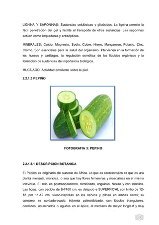 29
LIGNINA Y SAPONINAS: Sustancias celulósicas y glicósidos. La lignina permite la
fácil penetración del gel y facilita el transporte de otras sustancias. Las saponinas
actúan como limpiadoras y antisépticas.
MINERALES: Calcio, Magnesio, Sodio, Cobre, Hierro, Manganeso, Potasio, Cinc,
Cromo. Son esenciales para la salud del organismo. Intervienen en la formación de
los huesos y cartílagos, la regulación osmótica de los líquidos orgánicos y la
formación de sustancias de importancia biológica.
MUCÍLAGO: Actividad emoliente sobre la piel.
2.2.1.5 PEPINO
FOTOGRAFIA 3: PEPINO
2.2.1.5.1 DESCRIPCION BOTANICA
El Pepino es originario del sudeste de África. Lo que es característico es que es una
planta mensual, monoica, o sea que hay flores femeninas y masculinas en el mismo
individuo. El tallo es postrado/rastrero, ramificado, anguloso, hirsuto y con zarcillos.
Las hojas, con pecíolo de 8-7480 cm, es delgado e SUPERFICIAL con limbo de 12-
18 por 11-12 cm, viloso-hispídulo en los nervios y piloso en ambas caras; su
contorno es cordado-ovado, tri/penta palmatilobado, con lóbulos triangulares,
dentados, acuminados o agudos en el ápice, el mediano de mayor longitud y muy
 